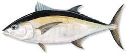 Bluefin Tuna